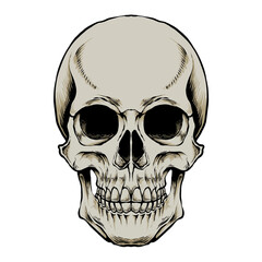 Skull Illustration vector E