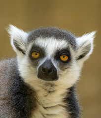 Lemur