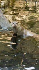 Fototapeta premium Nutria