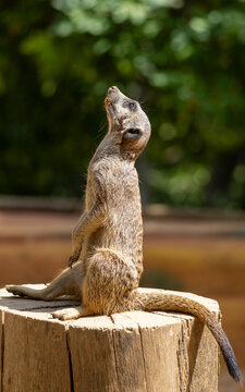 Suricata