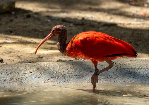 Ibis rojo