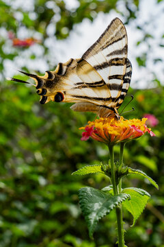 Mariposa chupaleche 