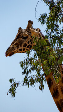 giraffe in a tree