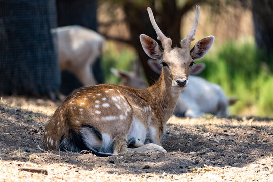 Gamo Europeo