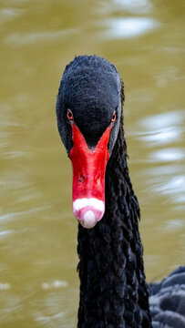 Cisne negro