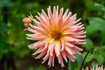 Honeybee on a Soft Pink Dahlia Flower
