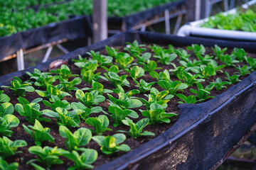 A row of plants are growing in a greenhouse. The plants are green and healthy