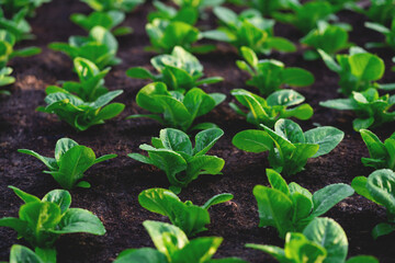 A row of plants are growing in a greenhouse. The plants are green and healthy
