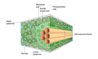 C4 Leaf Anatomy: A Detailed Vector Illustration with Labels Highlighting Specialized Structure for Efficient Photosynthesis, Bundle Sheath Cells, Mesophyll Cells, and Kranz Anatomy in C4 Plants