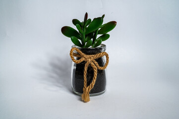 decorative artificial plant in glass vase with twine bow isolated on white background