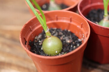 Ornithogalum Caudatum cebula Indyjska