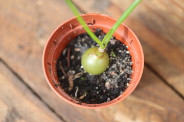 Ornithogalum Caudatum cebula Indyjska