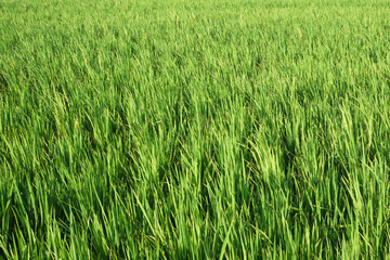 A close-up view of a green rice field, showcasing the vibrant growth of rice plants