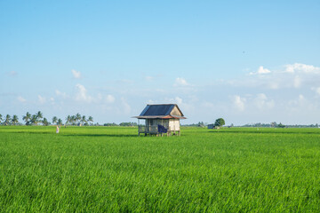 View from a small wooden hut standing in the middle of lush green rice fields under a bright blue sky