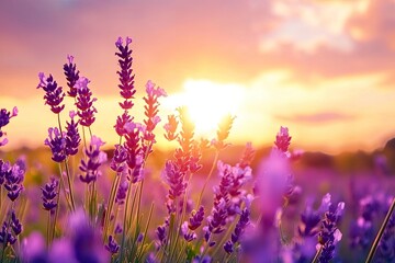 Obraz premium Wonderful nature landscape, amazing sunset scenery with blooming lavender flowers. Moody sky, pastel colors on bright landscape view. Floral panoramic meadow nature in lines with trees and horizon, ai