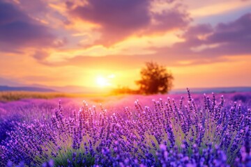 Fototapeta premium Wonderful nature landscape, amazing sunset scenery with blooming lavender flowers. Moody sky, pastel colors on bright landscape view. Floral panoramic meadow nature in lines with trees and horizon, ai