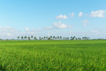 A beautiful image of a green rice field under a bright blue sky with scattered clouds.