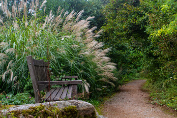 Serene Wooden Bench Along a Garden Path