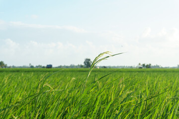 A stunning image of a rice plant against a clear blue sky, illustrating the connection between agriculture and nature.