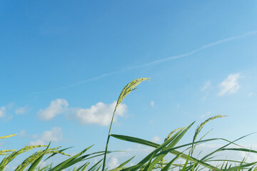 A stunning image of a rice plant against a clear blue sky, illustrating the connection between agriculture and nature.