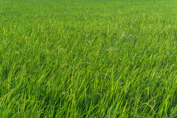 A close-up view of a green rice field, showcasing the vibrant growth of rice plants