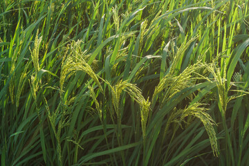 A close-up shot of rice grains growing in a lush green field.