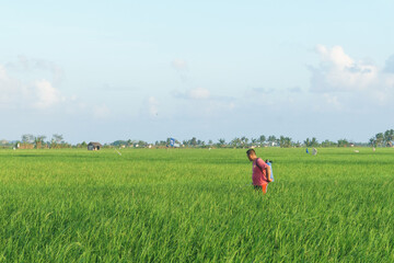 Farmer Spraying Rice Field with Pesticides in Rural Area