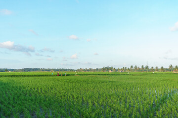 A beautiful image of a green rice field under a bright blue sky with scattered clouds.