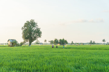 Scenic Green Rice Field with Tree and Farmer