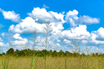 Grass field landscape in nature ,with blue sky © KanlayaT