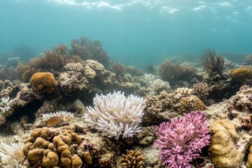detailed view of coral reef under water, showing the various colors and textures of corals