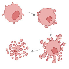 Stages of Apoptosis: A Detailed Vector Illustration with Labels, Highlighting the Key Phases of Programmed Cell Death from Initiation to Cell Disassembly