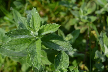 Fresh green aromatic mint growing in a stem. Mint leaves on a sunny morning with drops of dew. Mint leaves growing on a green garden background. Fresh drinks