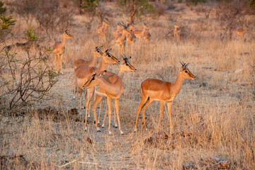 The impala or rooibok, Aepyceros melampus, is a medium-sized antelope found in eastern and southern...