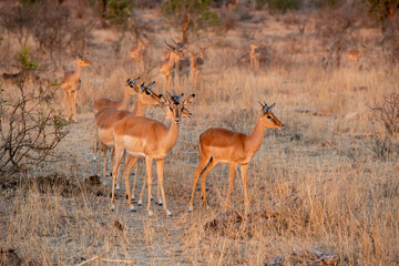 The impala or rooibok, Aepyceros melampus, is a medium-sized antelope found in eastern and southern Africa.