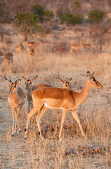 The impala or rooibok, Aepyceros melampus, is a medium-sized antelope found in eastern and southern Africa.