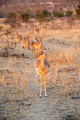 The impala or rooibok, Aepyceros melampus, is a medium-sized antelope found in eastern and southern Africa.
