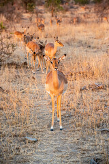 The impala or rooibok, Aepyceros melampus, is a medium-sized antelope found in eastern and southern Africa.
