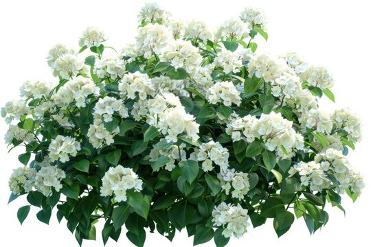 Isolated white hydrangea bush for garden design.
