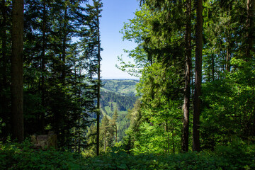 Obraz premium A forest clearing near zurich