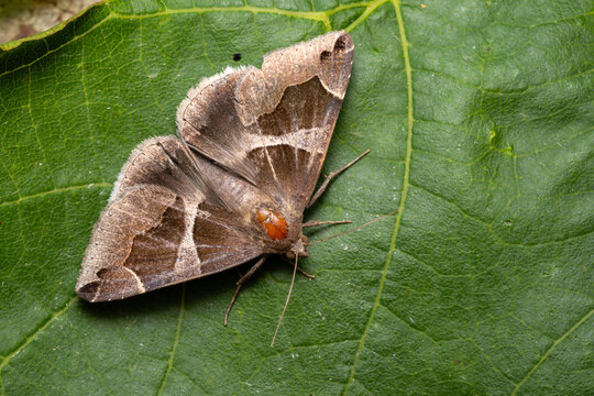 Passenger moth - Dysgonia algira, beautiful small underwng moth from Palearctic forests and woodlands, Zlin, Czech Republic.