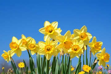 Obraz premium Colorful flower background with blue sky 