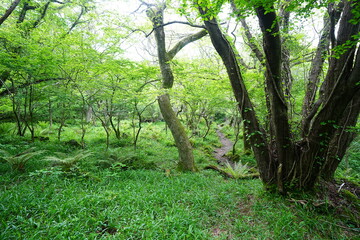 mossy old trees and ferns