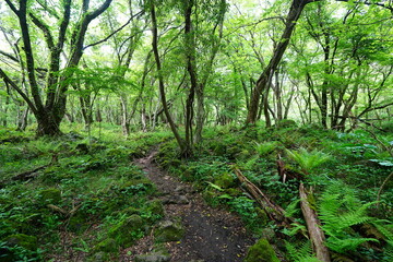 fallen trees in spring forest
