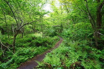 thick ferns in spring forest
