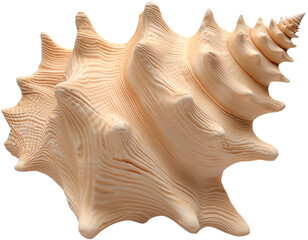 Obraz premium A beautiful, intricately detailed seashell displaying natural textures and shades. cut out, PNG, isolated on transparent background.