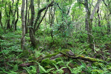 fallen trees in spring forest