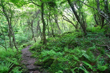 thick ferns in spring forest
