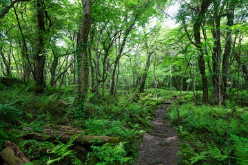 mossy old trees and ferns