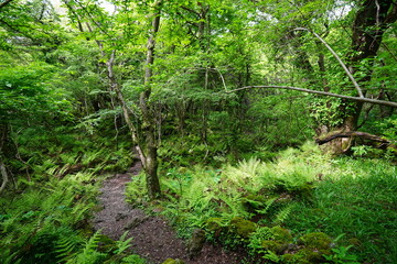 thick ferns in spring forest
